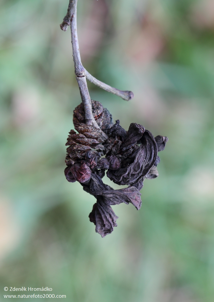 kadeřávka olšová, Taphrina alni (Houby, Fungi)